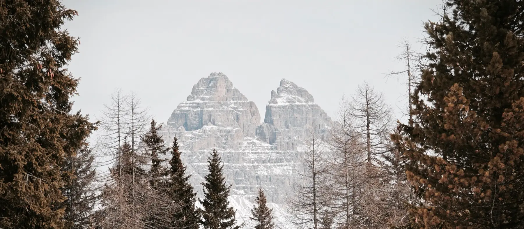 The Tre Cime di Lavaredo seen through larch trees on a pale winter day